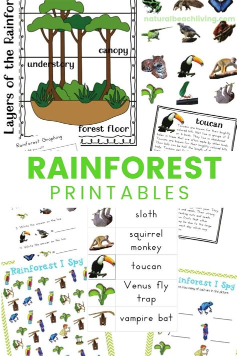 Rainforest Layers Worksheet