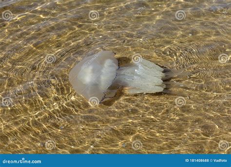 Marine Jellyfish, in a Natural Habitat Stock Photo - Image of large ...