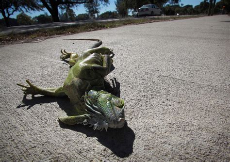 Watch Out For Falling Iguanas Over Your Head Cw Tampa