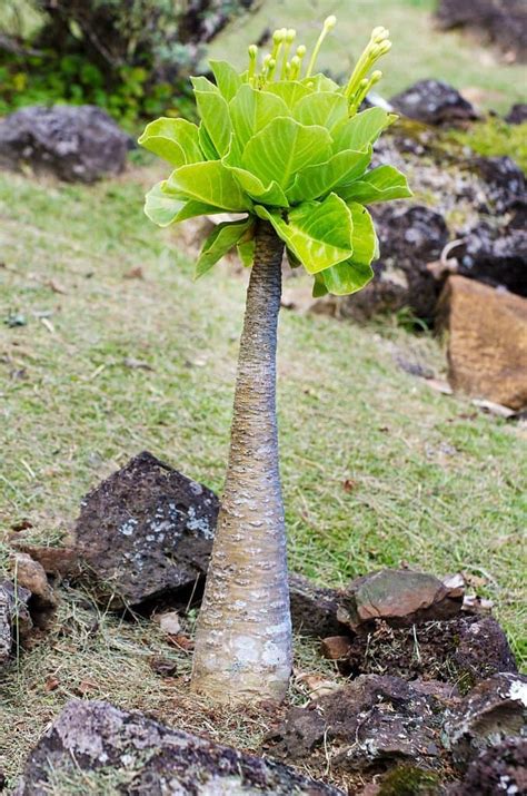 11 Amazing Plants That Look Like Palm Trees But Arent With Pictures