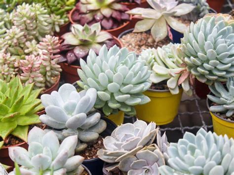 Exploring the Different Kinds of Succulent Plants - Georgia Succulents