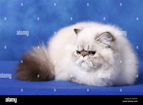 Blue Color Point Persian Cat