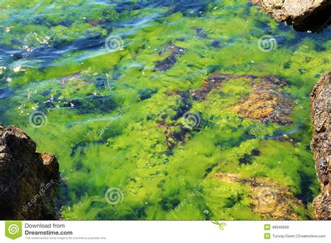 What Is Marine Algae