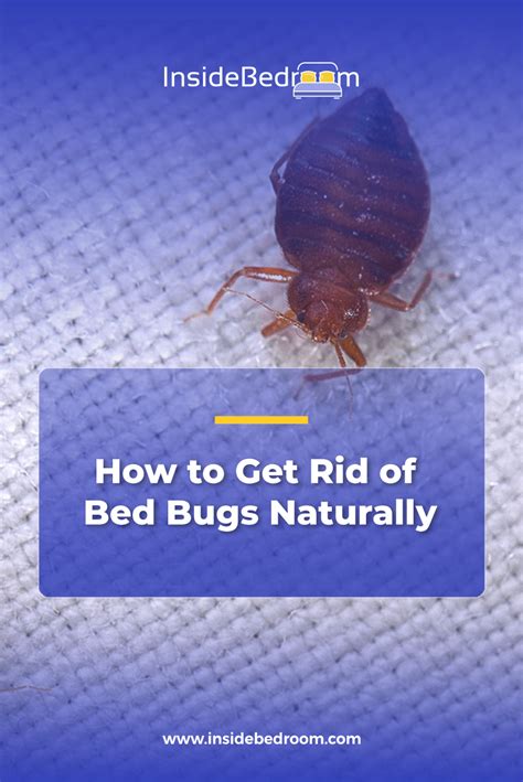 How To Get Rid Of Bed Bugs Naturally 8 Proven Ways Rid Of Bed Bugs Bed Bugs Mattress Cleaning