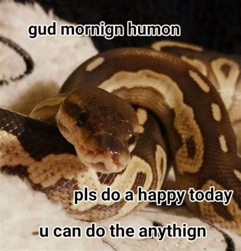 The Best Snek Memes Memedroid