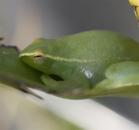 Greater Hatchet Faced Tree Frog From La Romain Trinidad And Tobago On