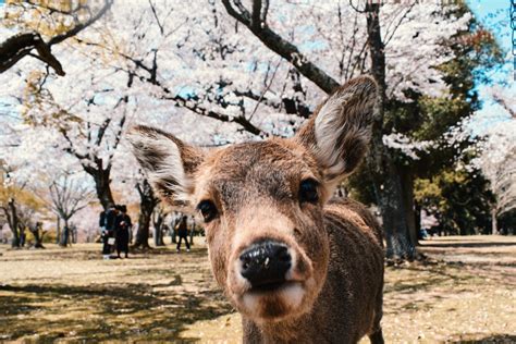 Top Cosas Que Ver Y Que Hacer En Nara Jap N Huakai