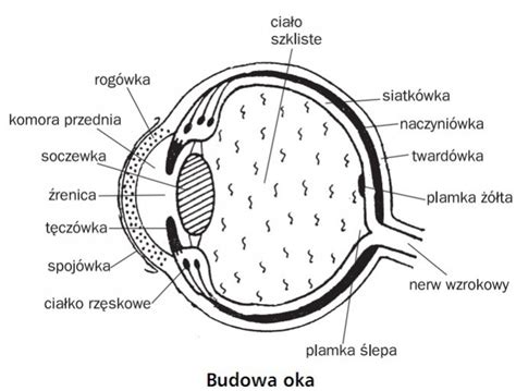 Narz Dy Zmys W Oko Narz D Wzroku Biologia Opracowania Pl