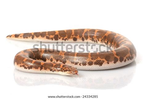 Kenyan Sand Boa Eryx Colubrinus Isolated Stock Photo 24334285