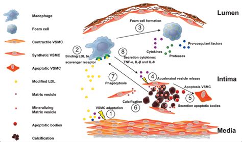 Mechanism Of Vascular Calcification 1 Adaptation Of VSMCs From A