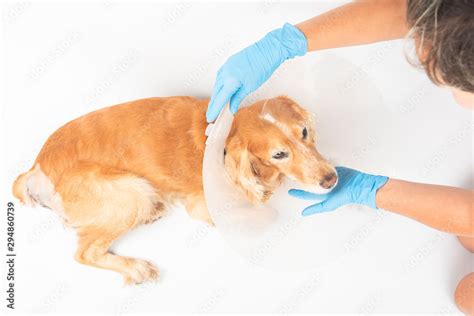 surgery to remove hernias in dogs, spaniels after surgery Stock Photo ...