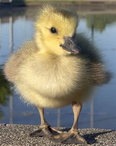 Gosling from a few months ago : r/geese