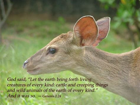 God Said Let The Earth Bring Forth Living Creatures Of Every Kind