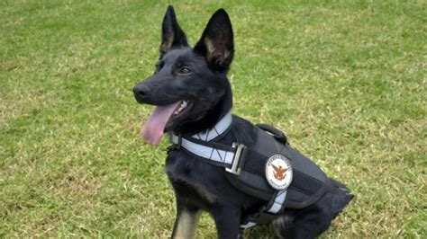 Compañía Canina de la Guardia Nacional corporación presume a sus