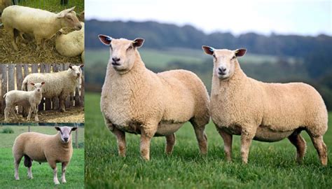 Lincoln Sheep Breed – Everything You Need to Know