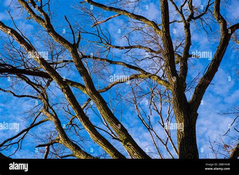 Arbre Sans Feuille Fond Blanc Banque De Photographies Et Dimages à