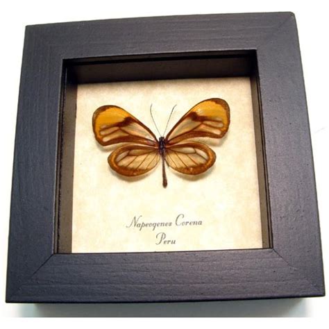 Napeogenes corena Orange Glasswing - Butterfly Designs USA