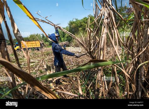 Sugar Cane Plantations Fotos Und Bildmaterial In Hoher Aufl Sung Alamy