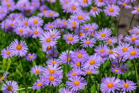 Aster Species Varieties Plantura