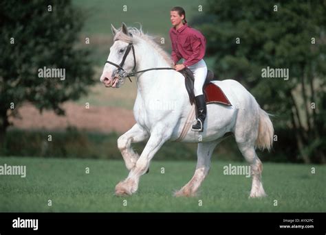 Grey shire horse hi-res stock photography and images - Alamy