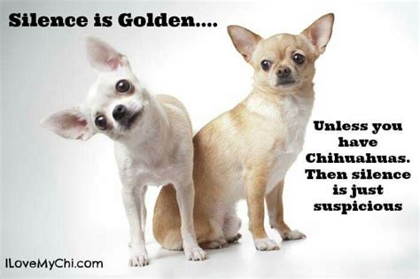 Chihuahua Quotes - ShortQuotes.cc