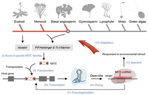 科学网—molecular Biology And Evolution：被子植物mirna快速并持续多样化的基因组学机制 郝兆东的博文