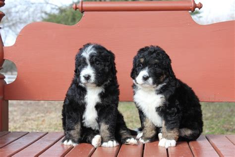 Our Bernedoodles For Sale Namaste Poodles And Doodles Bernedoodle