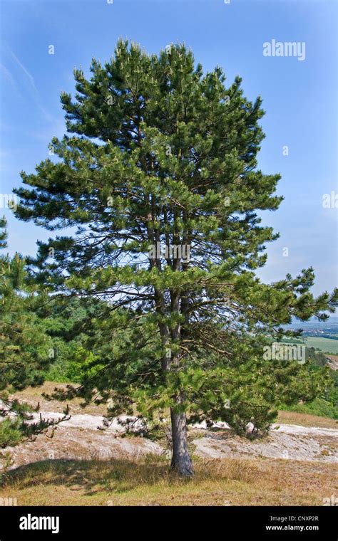 European Black Pine Austrian Pine Black Pine Corsican Pine Pinus