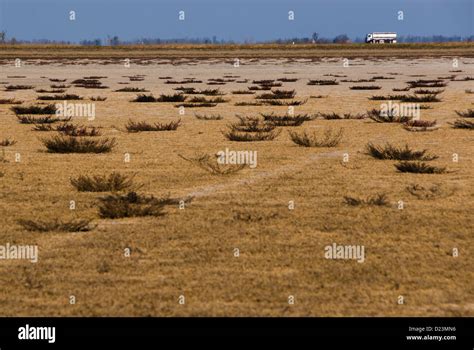 dry landscape soil and plant Stock Photo - Alamy