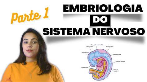 Embriologia Do Sistema Nervoso Parte 1 Youtube