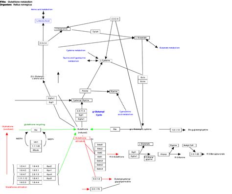 Glutathione metabolism | Pathway - PubChem