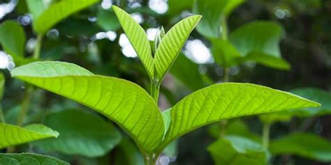 Manfaat Daun Jambu Biji Untuk Wajah Dan Rambut Atasi Jerawat Hingga Kerontokan