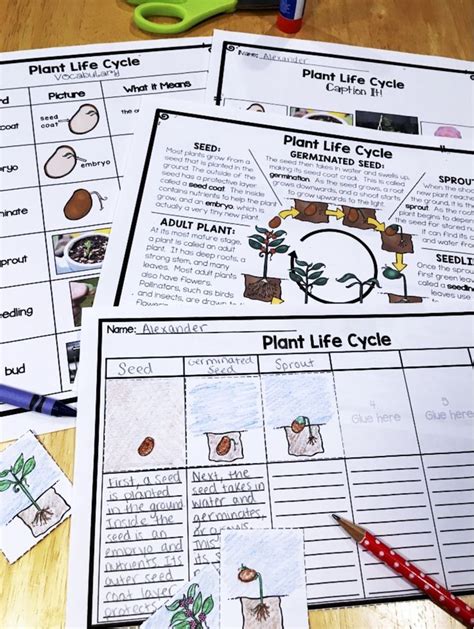 Plant Life Cycle Worksheet With Scissors And Pencils On The Table Next To It