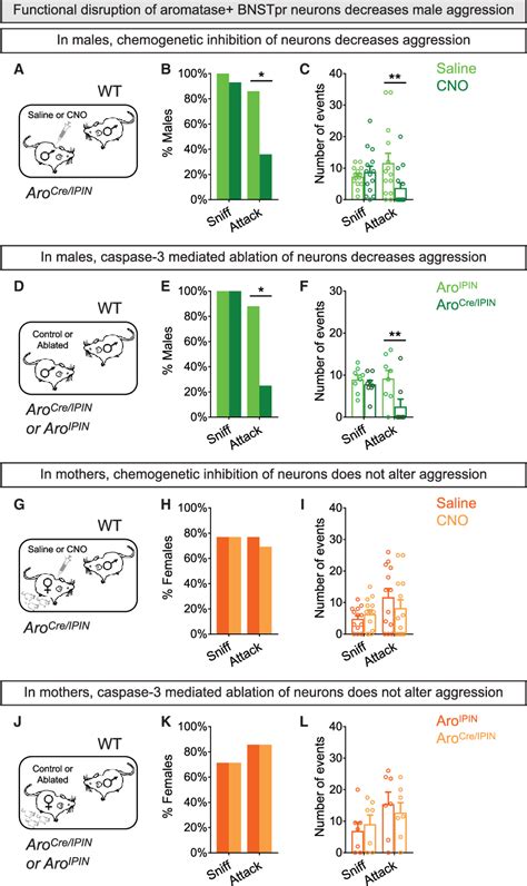 Figure 2 From Limbic Neurons Shape Sex Recognition And Social Behavior In Sexually Naive Males