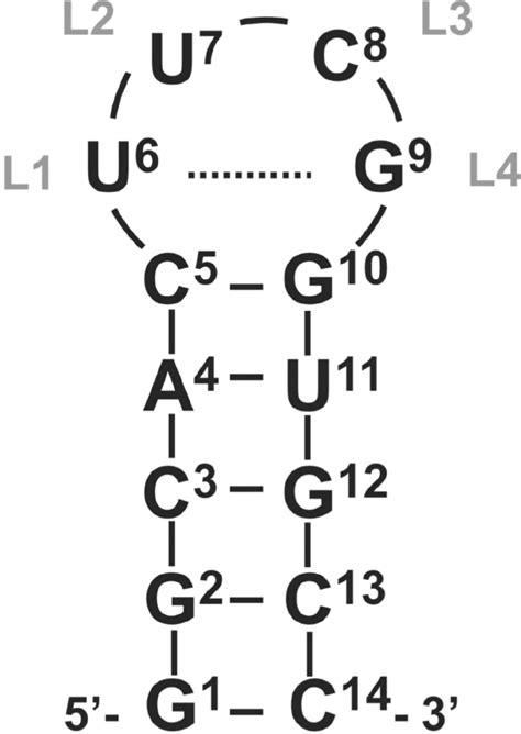 Schematic Illustration Of The Secondary Structure Of The 14 Mer