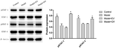 Effect Of IL 27 On The Protein Expression Of PSTAT 1 And PSTAT 3