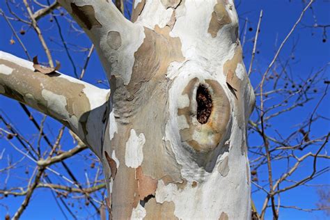 Fotos Gratis Rbol Naturaleza Rama Nieve Invierno Planta Cielo