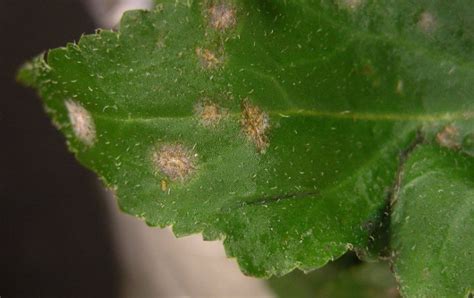 Drying And Wilting Of Leaves Of Begonias Around The Edges Diseases