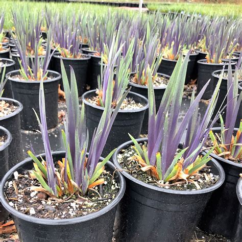 Iris Archives | Ship My Plants