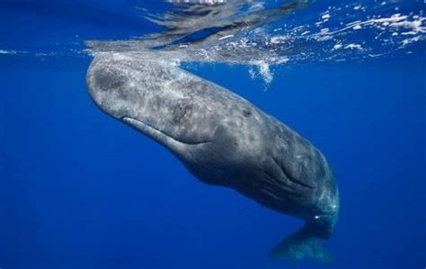 El Ojo Del Buitre Cachalote Physeter Macrocephalus