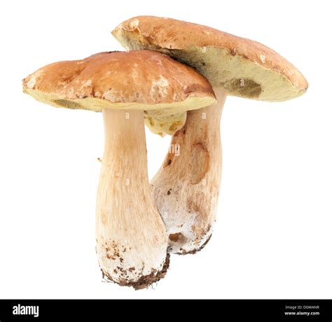 Edible Mushrooms Boletus Edulis Bull On White Background Stock Photo