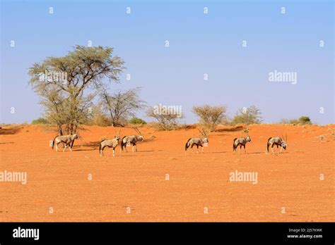 A Herd Of South African Oryxes Oryx Gazella Walking Across Red Sand