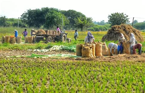 Some Policy Options To Revive Agriculture The Hindu BusinessLine