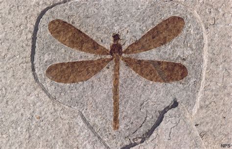 Green River Formation Fossil Insects: Dragonfly, Beetles