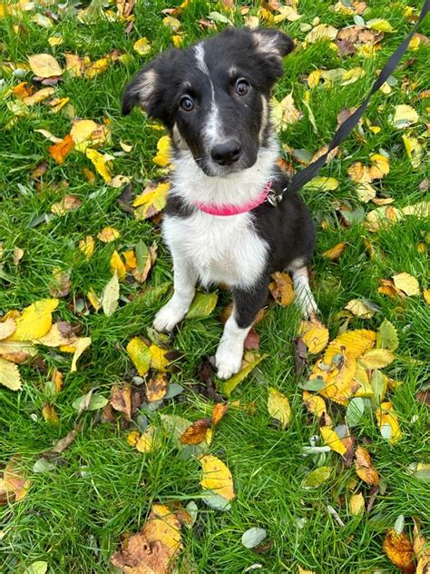 Border Collie suczka tricolor gotowa do odbioru Toruń OLX pl