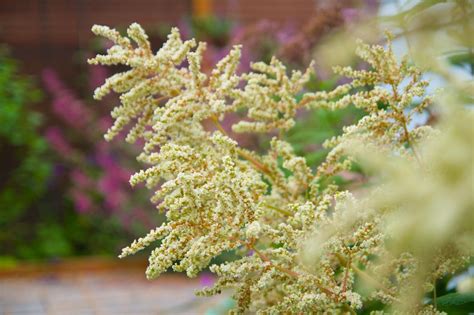 Persicaria Polymorpha 514 Scott Weber Flickr