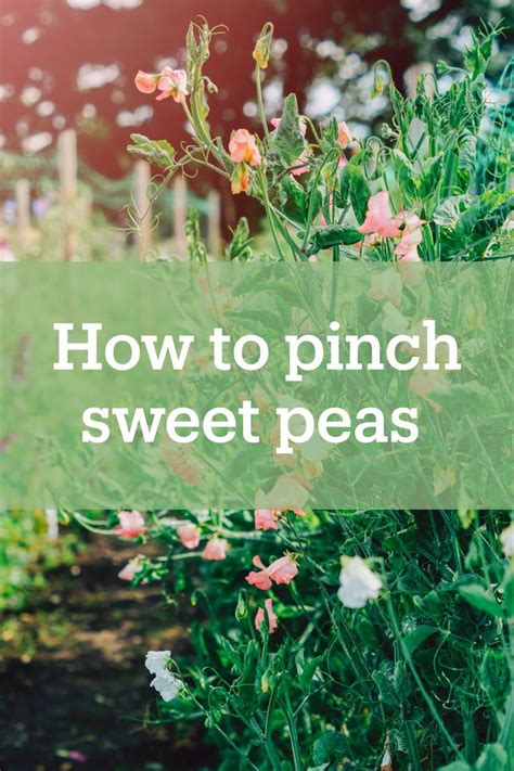 How To Pinch Sweet Peas To Get More Blooms Growing Sweet Peas Sweet