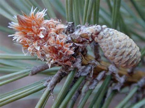 Scots Pine Oklahoma State University