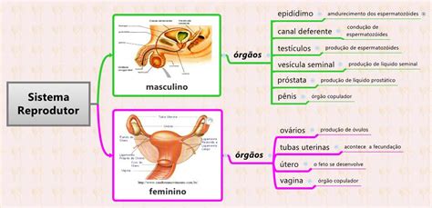 Mapa Mental Sobre Sistema Reprodutor Feminino Imagesee