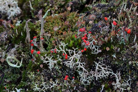 Cladonia species | December 2013. Almstok Sande, Billund, De… | Erland ...
